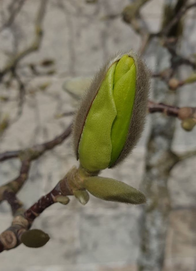 IMAGINE SPRING